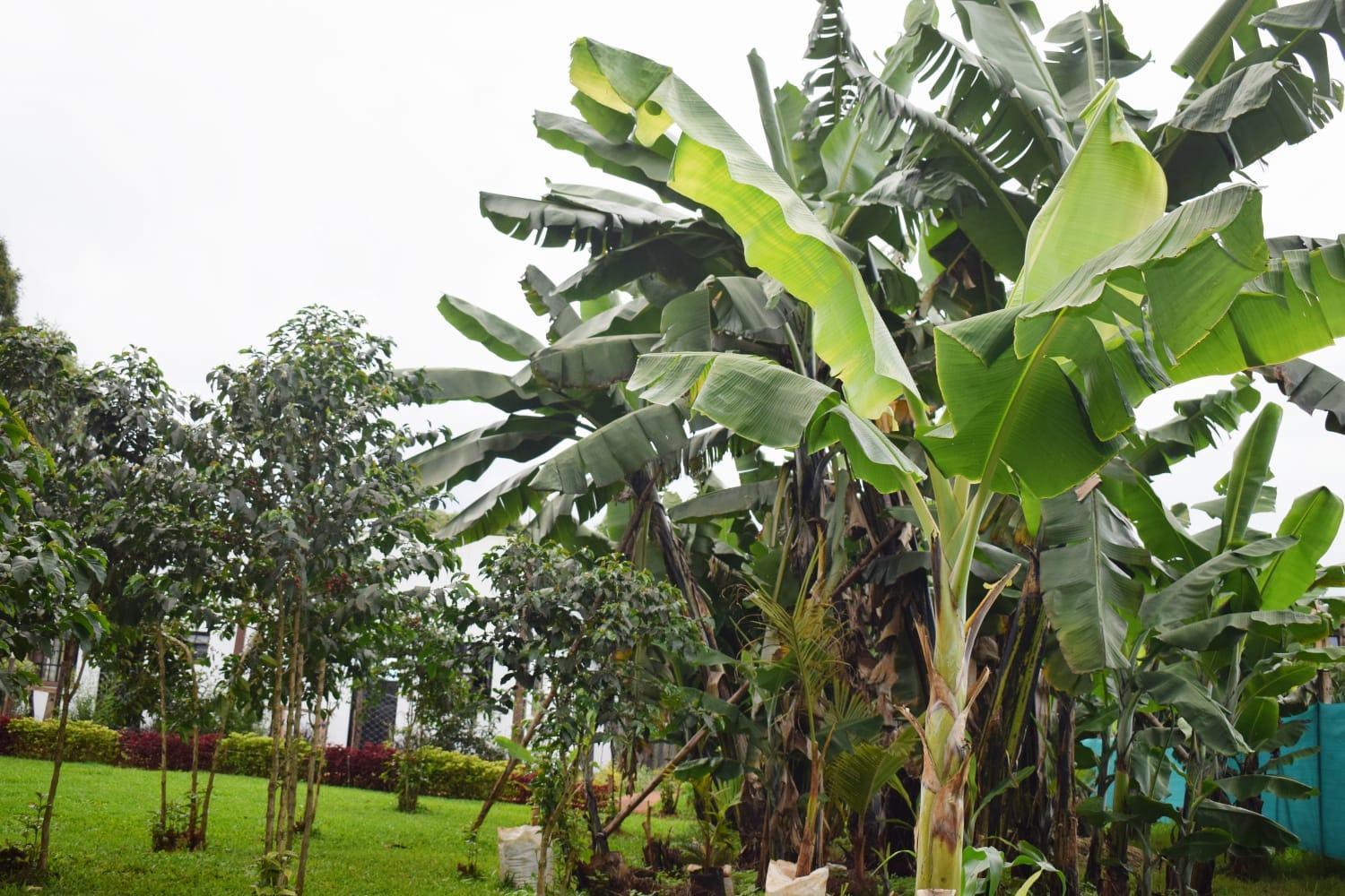 The Plantains Place Karatina Екстериор снимка